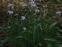 Cardamine pratensis 93, Pinksterbloem, Saxifraga-Hans Boll
