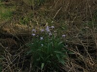 Cardamine pratensis 94, Pinksterbloem, Saxifraga-Hans Boll