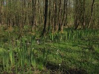 Cardamine pratensis 95, Pinksterbloem, Saxifraga-Hans Boll