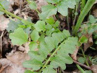 Cardamine pratensis ssp dentata 73, Saxifraga-Rutger Barendse