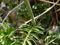Cardamine pratensis ssp dentata 74, Saxifraga-Rutger Barendse
