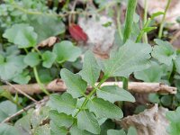 Cardamine pratensis ssp dentata 78, Saxifraga-Rutger Barendse