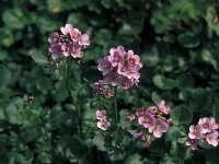 Cardamine raphanifolia