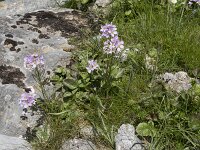 Cardamine raphanifolia 12, Saxifraga-Willem van Kruijsbergen