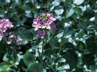 Cardamine raphanifolia 2, Saxifraga-Jan van der Straaten