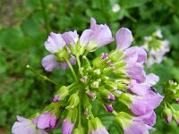 Cardamine raphanifolia 3, Saxifraga-Rutger Barendse