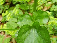 Cardamine raphanifolia 7, Saxifraga-Rutger Barendse