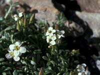Cardamine resedifolia