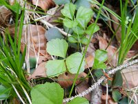 Cardamine trifolia 2, Saxifraga-Rutger Barendse