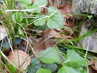 Cardamine trifolia 3, Saxifraga-Rutger Barendse