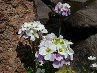 Cardamine uliginosa 3, Saxifraga-Ed Stikvoort