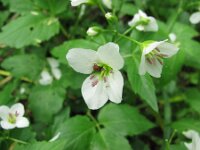Cardamine waldsteinii