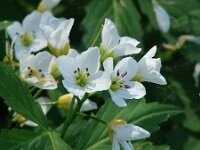 Cardamine waldsteinii 5, Saxifraga-Jasenka Topic