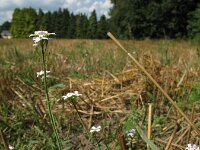 Cardaminopsis arenosa, Sand Rock-cress