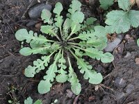 Cardaminopsis arenosa 4, Rozetsteenkers, Saxifraga-Rutger Barendse