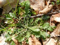 Cardaminopsis arenosa 7, Rozetsteenkers, Saxifraga-Rutger Barendse