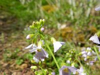 Cardaminopsis arenosa 9, Rozetsteenkers, Saxifraga-Rutger Barendse