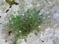 Cardaminopsis croatica