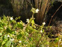 Cardiospermum grandiflorum