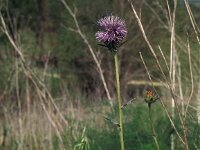 Carduncellus caeruleus
