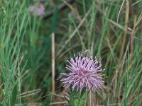 Carduncellus mitissimus