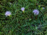 Carduncellus mitissimus 13, Saxifraga-Ed Stikvoort : Refugio de Aliva - Sotres s9900