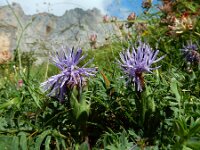 Carduncellus mitissimus 14, Saxifraga-Ed Stikvoort : ZW van Cordiñanes de Valdeón s9900
