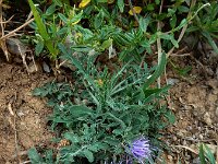 Carduncellus mitissimus 6, Saxifraga-Ed Stikvoort : Posada de Valdeón - Espinama s9900