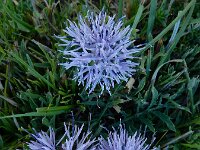Carduncellus mitissimus 7, Saxifraga-Ed Stikvoort : Espinama - Fuente Dé - Regugio de Aliva s9900