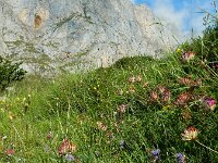 Carduncellus mitissimus 9, Saxifraga-Ed Stikvoort : ZW van Cordiñanes de Valdeón s9900