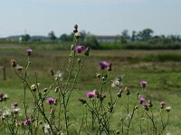 Carduus acanthoides, Spiny Plumeless Thistle