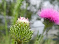 Carduus acanthoides 10, Langstekelige distel, Saxifraga-Rutger Barendse
