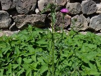 Carduus acanthoides 23, Langstekelige distel, Saxifraga-Ed Stikvoort