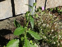 Carduus baeocephalus 2, Saxifraga-Rutger Barendse