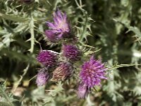 Carduus carlinoides