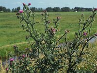 Carduus crispus, Curly Plumeless Thistle
