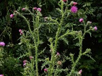 Carduus crispus 15, Kruldistel, Saxifraga-Ed Stikvoort