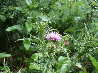 Carduus crispus 23, Kruldistel, Saxifraga-Jasenka Topic