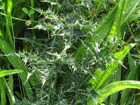 Carduus crispus 5, Kruldistel, Saxifraga-Rutger Barendse