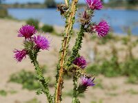Carduus crispus 7, Kruldistel, Saxifraga-Ed Stikvoort