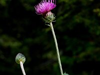 Carduus defloratus ssp carlinifolius