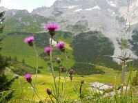 Carduus defloratus 12, Saxifraga-Ed Stikvoort