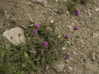 Carduus defloratus ssp defloratus 1, Saxifraga-Willem van Kruijsbergen