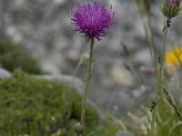 Carduus defloratus ssp defloratus 3, Saxifraga-Willem van Kruijsbergen