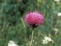 Carduus medius