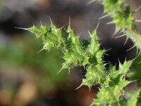 Carduus meonanthus 6, Saxifraga-Sonja Bouwman