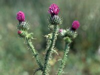 Carduus myriacanthus