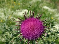 Carduus nutans, Musk Thistle