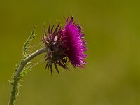 Carduus nutans 14, Knikkende distel, Saxifraga-Jan Nijendijk
