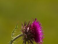 Carduus nutans 15, Knikkende distel, Saxifraga-Jan Nijendijk